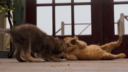 Playful Animals The Wolf And The Lion GIF - Playful Animals The Wolf And The Lion Fooling Around GIFs