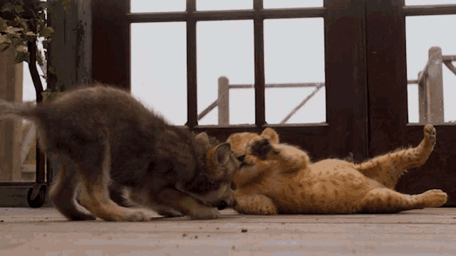 a wolf and a lion cub are playing on the floor