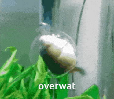 a snail is swimming in a tank with the word overwat written on the bottom