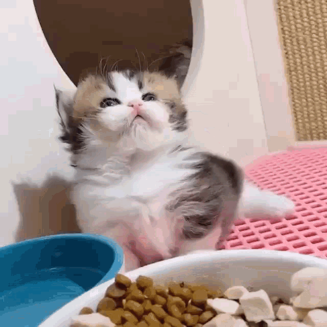 a kitten is sitting next to a bowl of food on a pink mat .