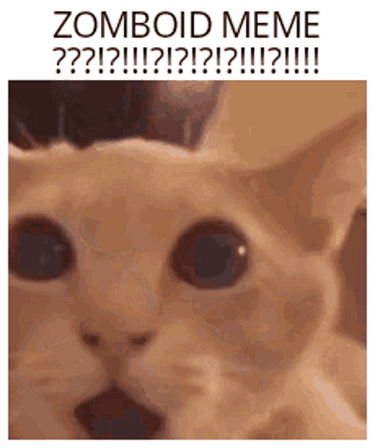 a close up of a cat with a surprised look on its face and the words zombodid meme written above it .