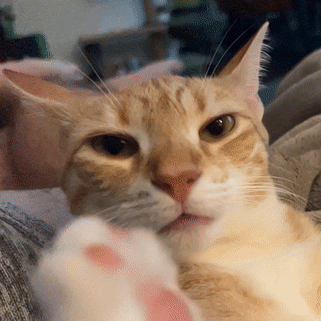 Cat Tongue Orange Cat GIF - Cat Tongue Orange Cat Cat Lick GIFs