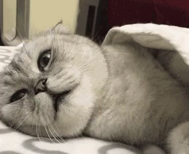 Cat Ignore GIF - Cat Ignore Gotta Sleep Now GIFs