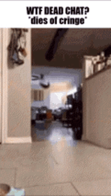 a picture of a cat walking in a hallway with a caption that says wtf dead chat dies of cringe