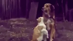 Cat Dogs GIF - Cat Dogs GIFs