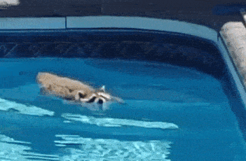 a raccoon is swimming in a swimming pool with a dog .