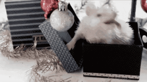 a white rabbit is laying in a black box with a christmas ornament on top