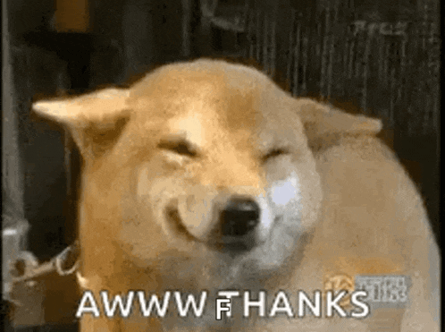 a shiba inu dog is smiling with its eyes closed and the words `` aww , thanks '' written next to it .