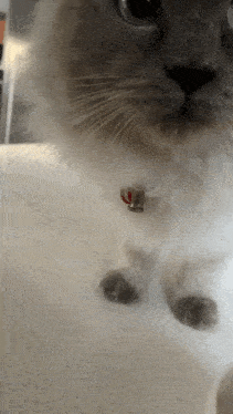 a close up of a cat 's face with a bell around its neck