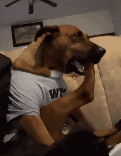 a dog wearing a shirt that says wt on it bites a person 's arm