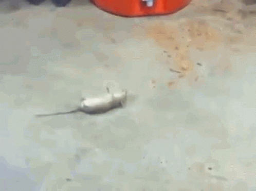 Rat Playing Dead GIF - Rat Playing Dead Pretend GIFs