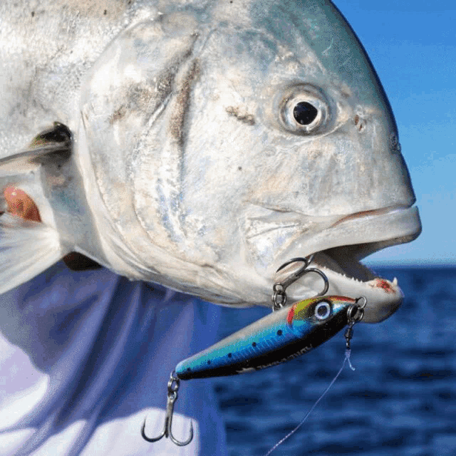 a close up of a fish with a lure in its mouth that says ' fishing ' on it