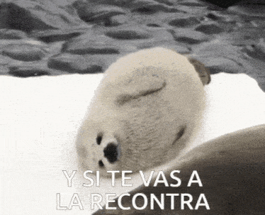 a seal is sleeping in the snow with the words y si te vas a la recontra written below it