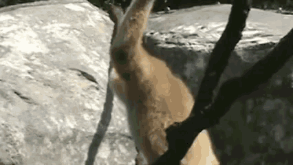 Im Out Of Here Animals GIF - Im Out Of Here Animals GIFs