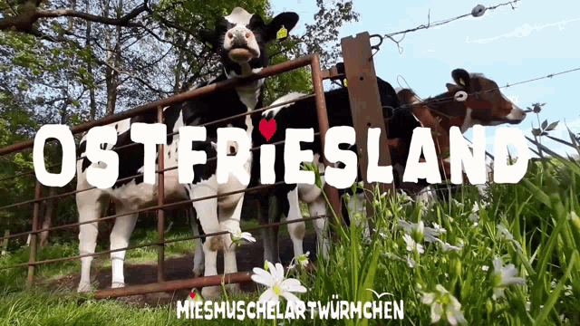 cows behind a barbed wire fence with the words osteriesland written above them