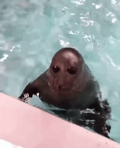 Alien Seal Nasty Ass Seal GIF - Alien Seal Nasty Ass Seal Seal GIFs