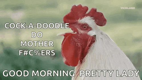 Cock A Doodle Do Chicken GIF