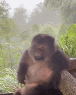 a close up of a monkey sitting on a rock in the rain .