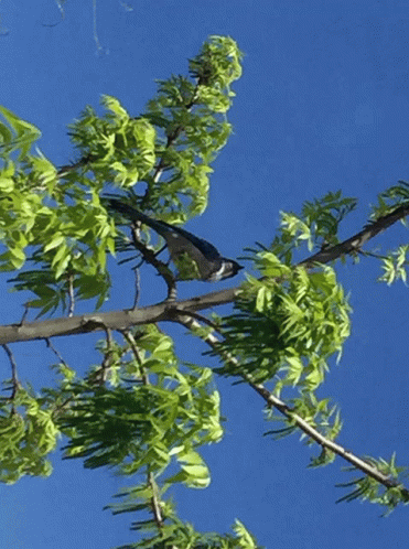 Bird Tree GIF - Bird Tree Branch GIFs