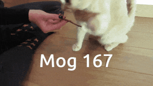 a person is feeding a dog a stick and the dog is standing on its hind legs