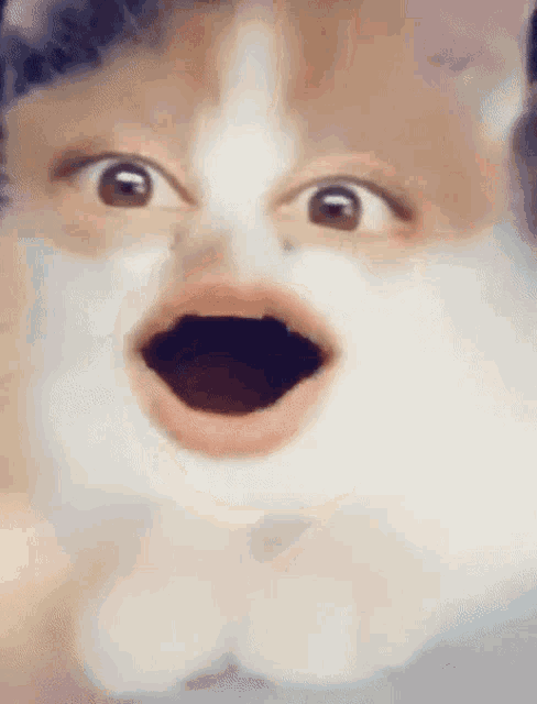 a close up of a cat 's face with its mouth wide open