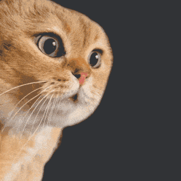a close up of a cat 's face on a black background