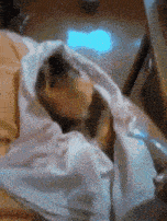 a dog is wrapped in a white blanket