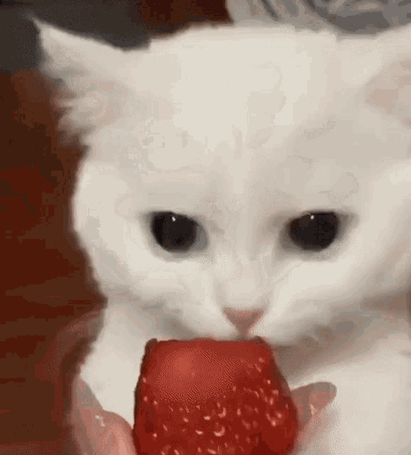 a white cat is eating a strawberry in someone 's hand .