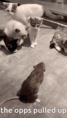 a group of cats looking at a mouse with the words " the opps pulled up "