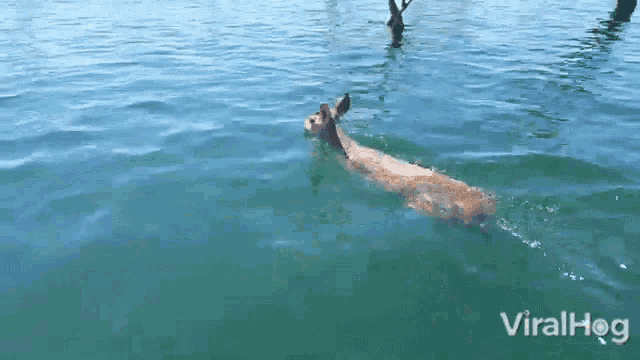 a deer is swimming in a body of water with viralhog written on the bottom right