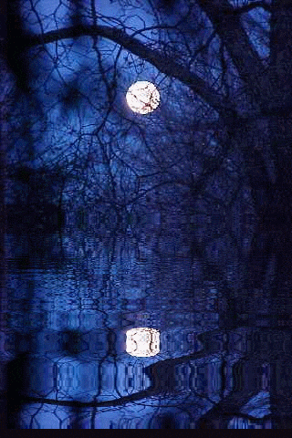 a full moon is shining through the branches of a tree over a body of water .