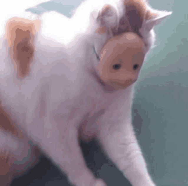 a cat wearing a doll head on its head .