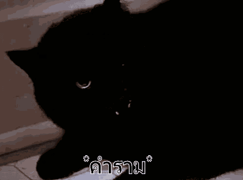 แมวดำ คำราม GIF