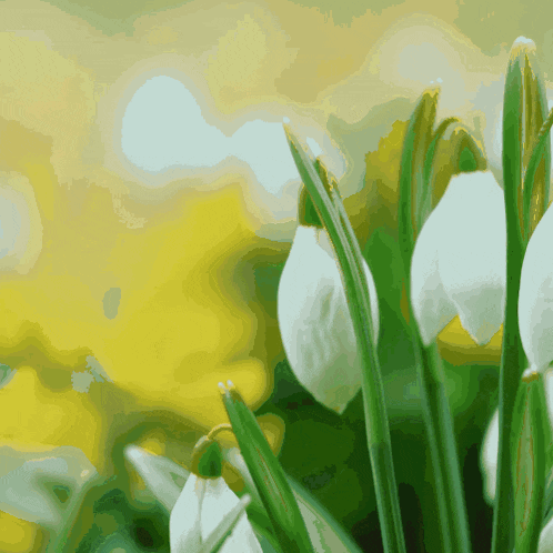 a bunch of white flowers with green stems and a yellow background
