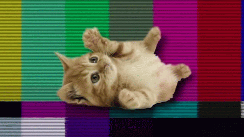 Kitten Edgaralanbro GIF - Kitten Edgaralanbro Meow Meow GIFs