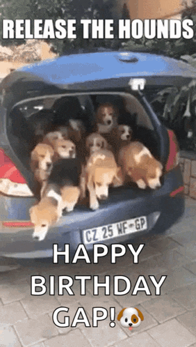 a bunch of dogs are sitting in the back of a car