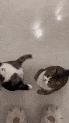 two cats are laying on a tiled floor next to a pair of slippers .