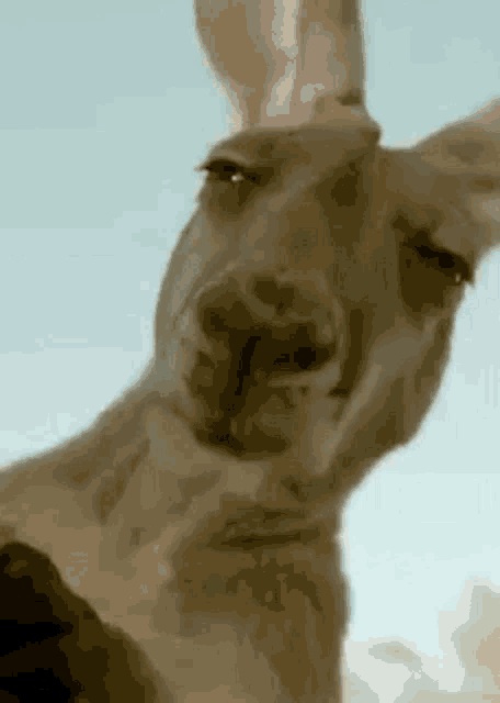 a kangaroo is looking at the camera with its eyes closed and making a funny face .