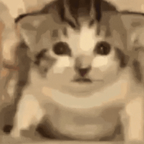 a close up of a cat looking at the camera with a serious look on its face .