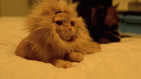 Coco Lion Cat GIF - Coco Lion Cat Yawn GIFs