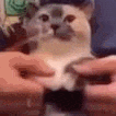a close up of a person petting a cat 's paw .