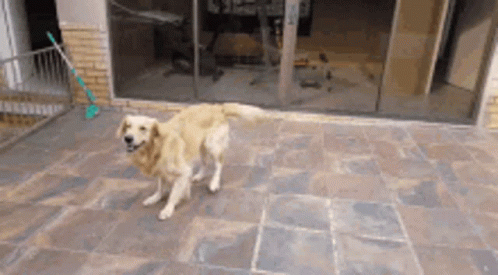 Golden Retriever Dog GIF - Golden Retriever Dog Puppy GIFs