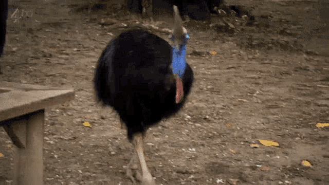 a cassowary with a blue beak is walking on the ground