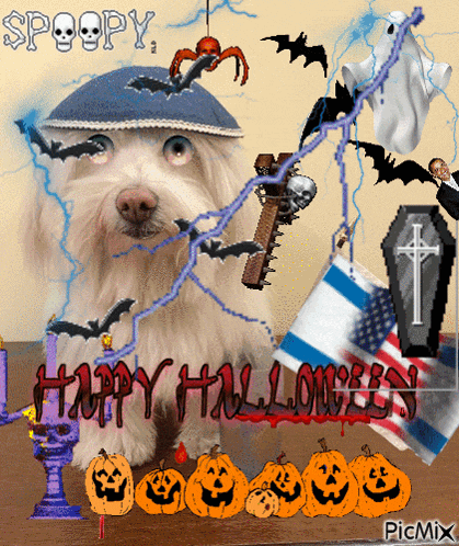 a white dog is surrounded by halloween decorations including pumpkins and a coffin