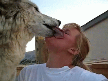 Kisses GIF - Wolf Kiss Wolf Kiss GIFs