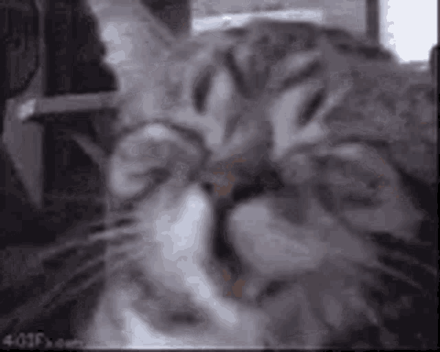 a close up of a cat 's face with its eyes closed and mouth open .