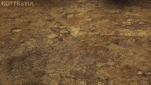 a close up of a dog 's mouth with the word kottrsyul on the bottom