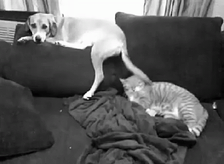 Putting Up With Friend'S Shit GIF - Dog Cat Tail GIFs