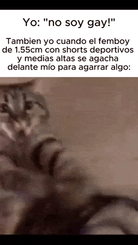 a picture of a cat with a caption that says " yo no soy gay "