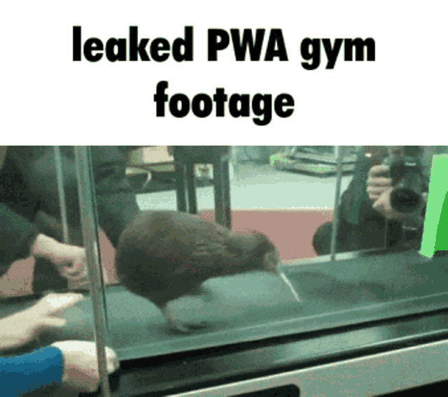 a kiwi bird is walking on a treadmill with the caption leaked pwa gym footage